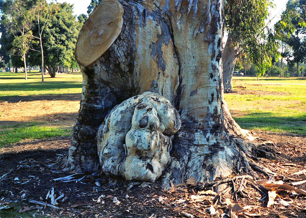 Australian Eucalyptus Burls: What exactly is a Burl?