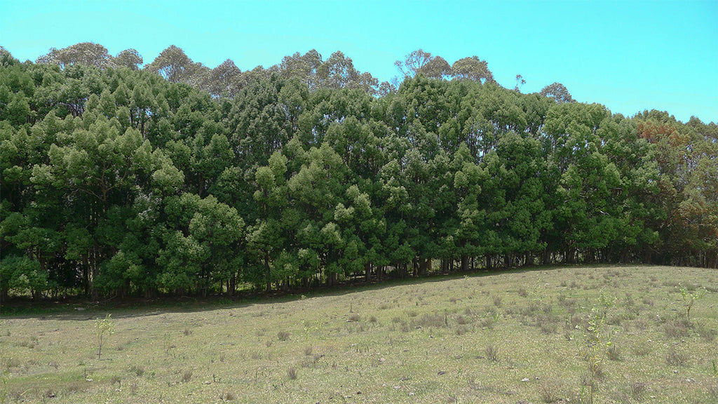 Camphor Laurel: Beautiful Timber but a Bit of a Pest
