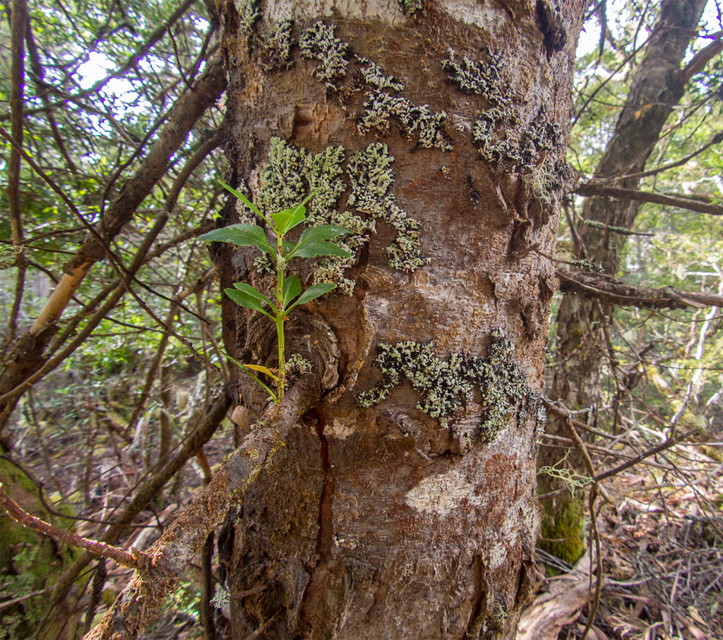 Celery Top Pine: Tasmania's Time-Tested Treasure