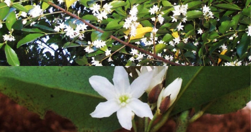 Golden Sassafras: Australia's Treasured Hardwood