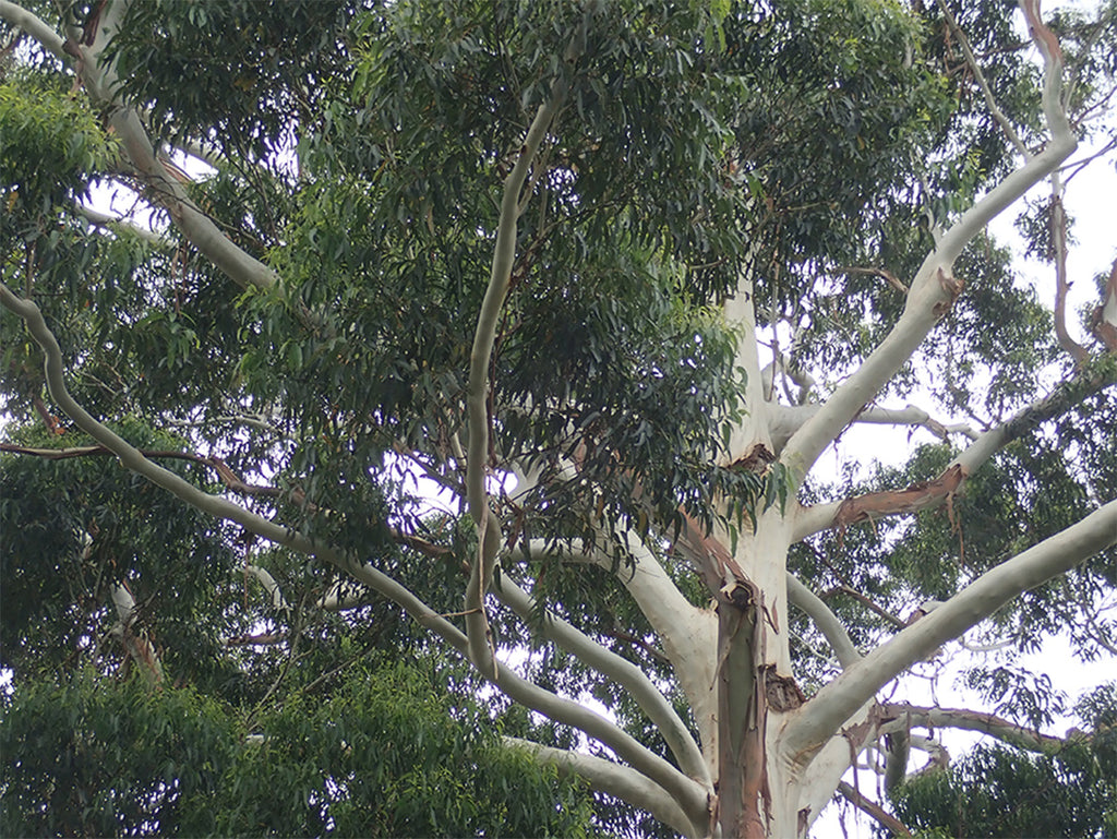 The Basics of Eucalyptus Grandis (Rose Gum)