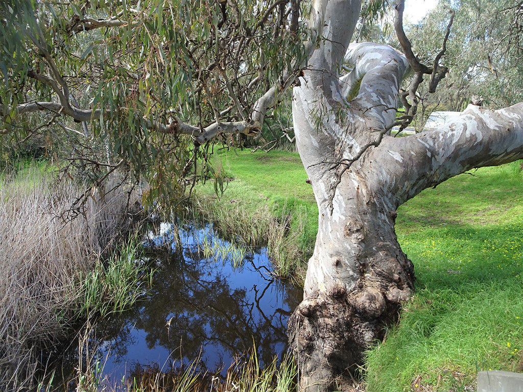 The Iconic River Red Gum
