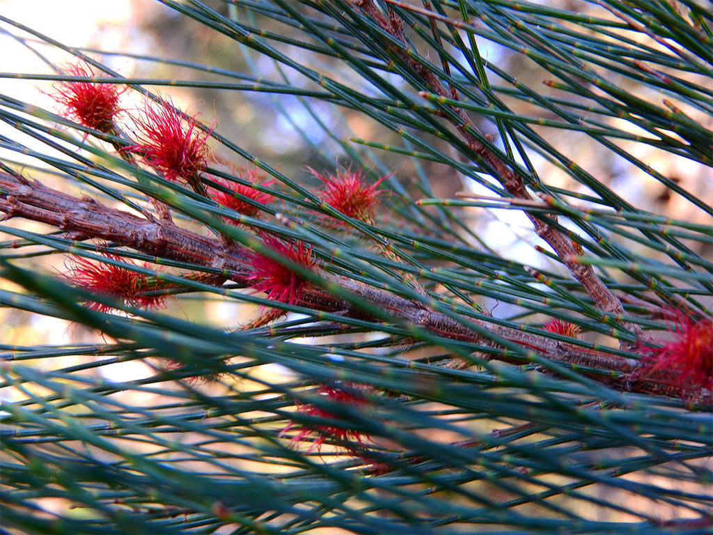 Sheoak is not an Oak!