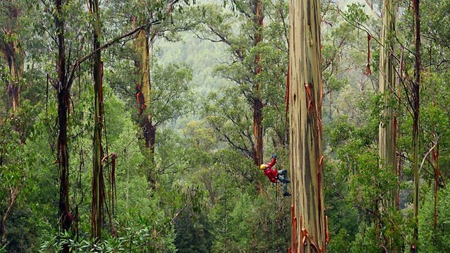 The Future of Tasmanian Blackheart Sassafras