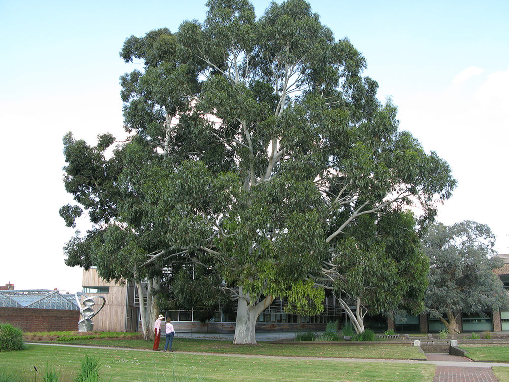Tasmanian Oak, the Great All-rounder