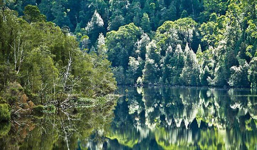 What is so special about Huon Pine?