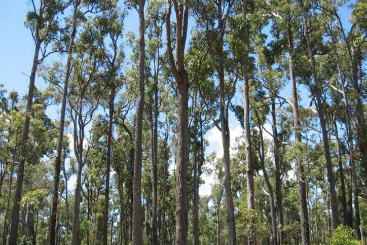 Jarrah (Eucalyptus Marginata) Australia's Favourite Hardwood