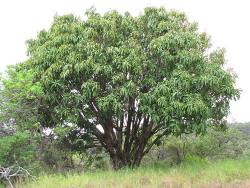 The Mango tree, a naturalised Australian timber