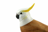 Closeup head image of a Resting Sulphur Crested Cockatoo